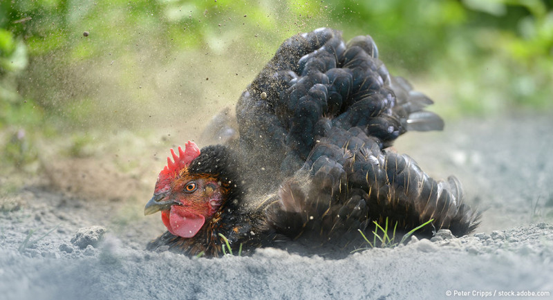 Warum Hühner ein Sandbad benötigen