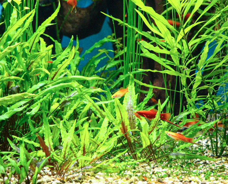 Aquarium mit Kies Bodengrund und vielen Pflanzen