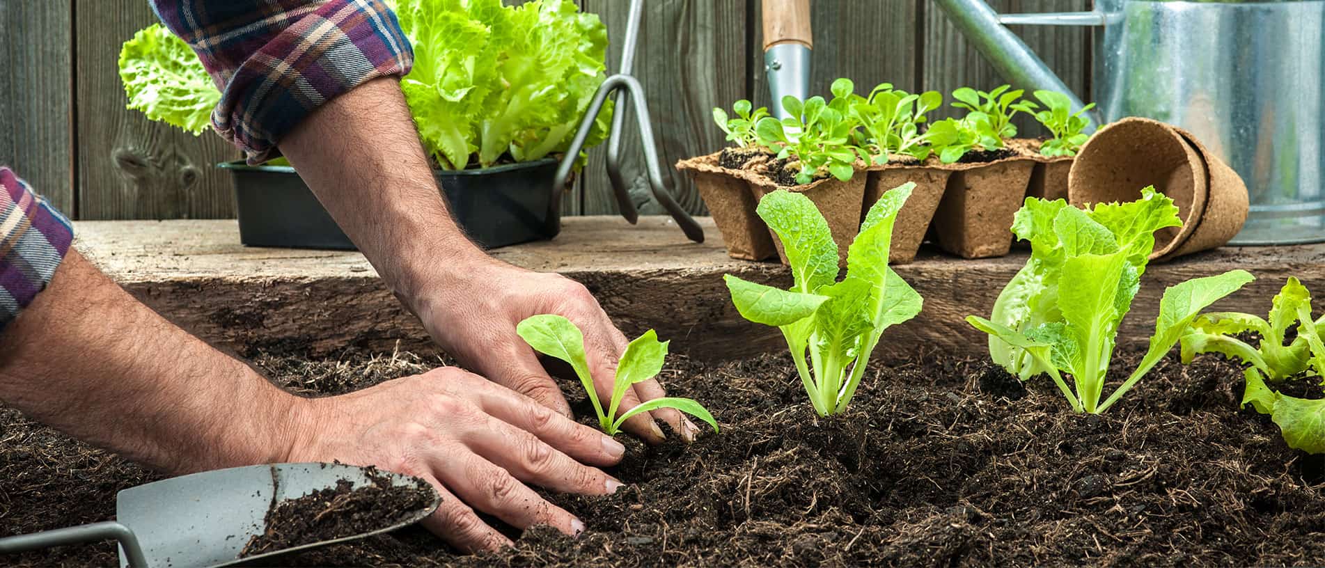 Mann setzt junge Salatpflanzen in Erde