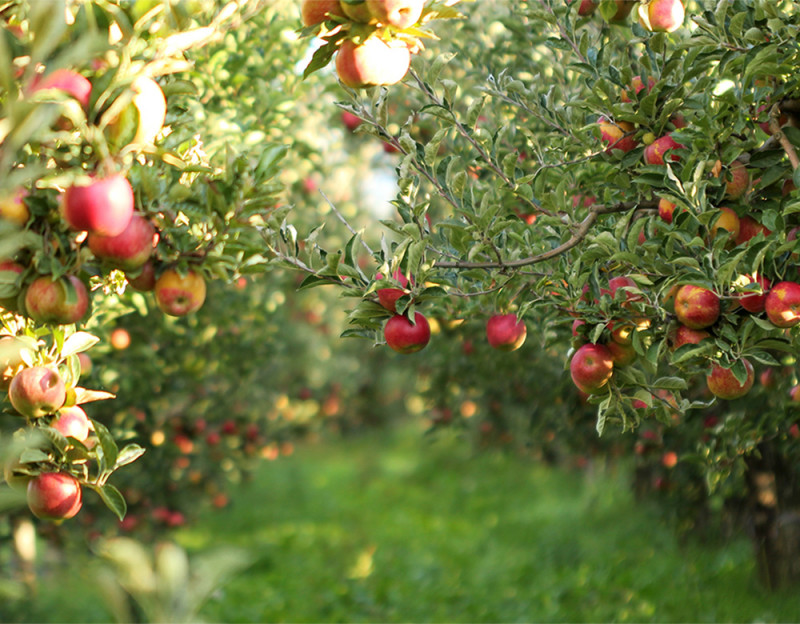Apfel Plantage