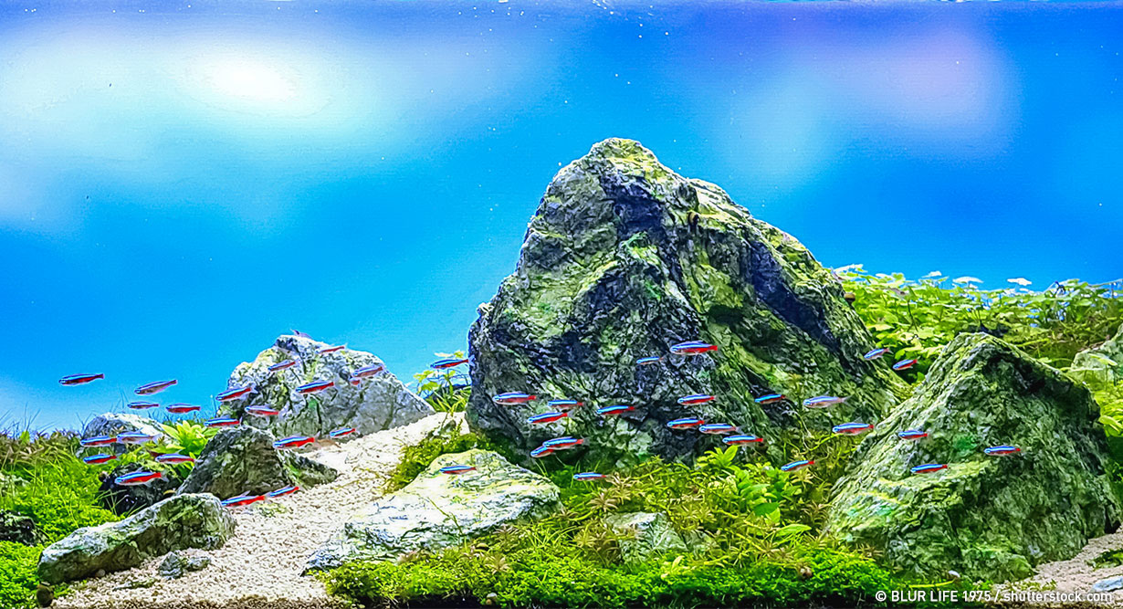 header-aquarium-steine-1230x667