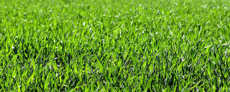 Gesunde grüne Rasenfläche