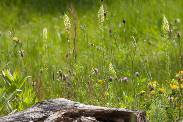 Totholz in ungezählter Blumenwiese